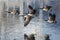 Five Canada Geese Taking to Flight from a Lake