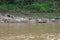 Five Capybaras, Hydrochaeris hydrochaeris, and eight Giant Cowbirds, Scaphidura oryzivora, resting on the shoreline in the Amazon