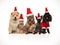 Five cats and dogs of diferent breeds wearing santa hats