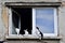 Five cats on window sill