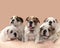 Five charming english bulldog puppies on pink peach background