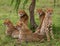 Five cheetahs in the savannah. Kenya. Tanzania. Africa. National Park. Serengeti. Maasai Mara.