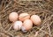 Five chicken eggs lying in the hay