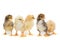 Five chickens on white background