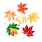 Five colorful autumn maple leaves watercolor