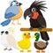 Five colorful cute birds