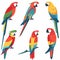 Five colorful parrots illustrated various poses perched looking around. Brightly colored feathers
