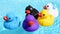 Five colourful rubber ducks floating relaxed and casually on the sparkling water