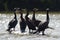 Five cormorans and a turtle sitting on a log in a lake