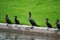 Five Cormorants Sunning Next to a Waterway