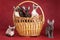 Five Cornish Rex kittens cats sitting in a basket