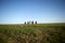 Five cowboys riding over open grassland
