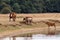 Five cows on edge of river