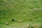 Five cows graze on green hilly meadows.