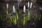 Five crocuses in my garden