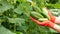 Five cucumbers in the hands of a farmer in red gloves