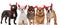 Five cute dogs with red devil horns standing and sitting