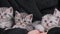 Five Cute Kittens Together Funny Look Around at Same Time in Female Hands