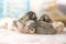 Five cute newborn kittens sleep in hugs, closeup family portrait