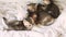 Five cute Scottish fold-eared kittens
