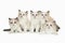 Five cute white ragdoll kitten on white background.