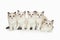 Five cute white ragdoll kitten on white background.