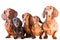 Five Dachshund Dogs sitting on white