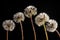 Five Dandelion Seedpods on Black