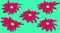 Five dark pink daisies with a yellow center on a turquoise background