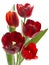 Five dark red tulips on a white background 27972