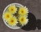 Five Dark Yellow Ball Cactus Flowers