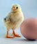 Five day old chickling and egg