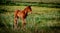 Five Day Old Foal Near Bridgeport, California