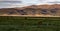 Five Day Old Foal In The Pasture Near Bridgeport, California