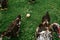 Five day old little chick or duckling surrounded by adult ducks on green grass background