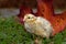 Five days old quail, Coturnix japonica.....photographed in nature