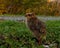 Five days old quail, Coturnix japonica.....photographed in nature