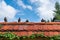 Five doves feral pigeon sitting in row on a roof ridge. Blue sky with clouds in the background.