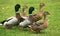 Five ducks on green grass