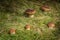 Five edible mushrooms Boletus edulis
