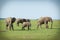 Five elephants on the move through Masai Mara