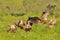 Five Eurasian Griffons on grass