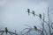 Five European bee-eaters sitting on a branch.