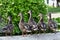 Five female ducks