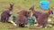 Five Female Wallabies Feeding