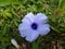 Five-fingered morning glory - Blue flower