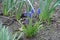 Five flowering Armenian grape hyacinths