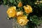 Five flowers of amber yellow roses