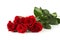 Five fresh red roses on a white background