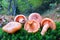 Five freshly harvested Saffron Milkcap mushrooms